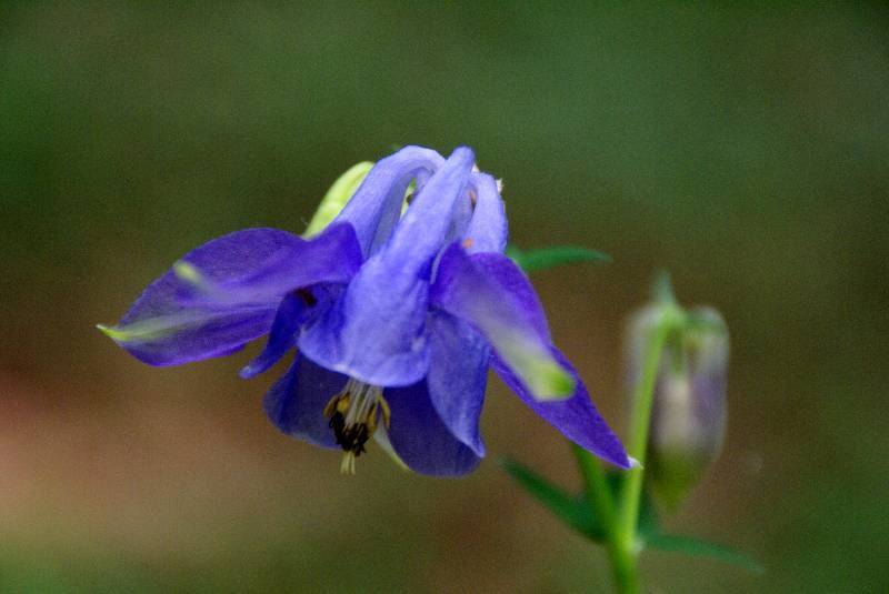 Unser Orchideenpark Bild Nr.075